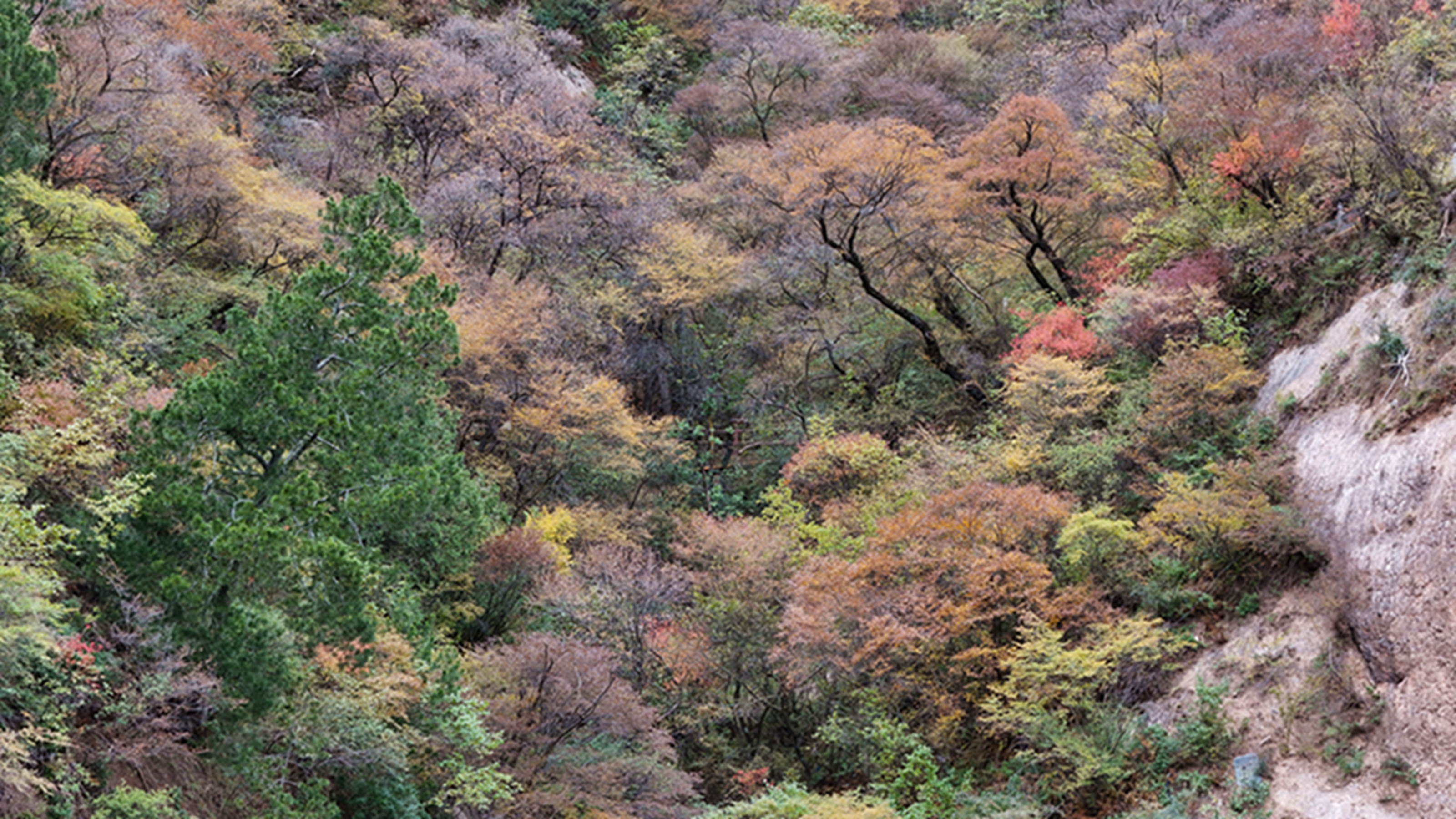 DJI_20251105144614_0605_D