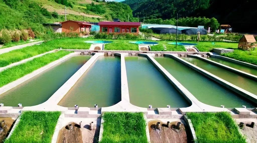 龙台青山冷水鱼养殖基地