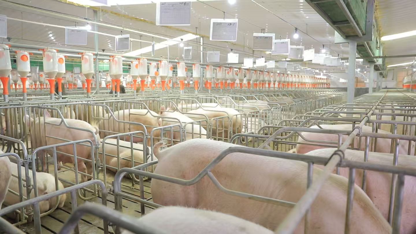 榆盘生猪养殖基地